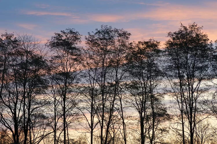 USA, New York State. Trees silhouetted against a November sky.