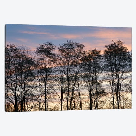 USA, New York State. Trees silhouetted against a November sky. Canvas Print #CMU11} by Chris Murray Canvas Art