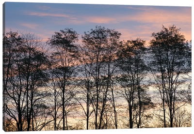 USA, New York State. Trees silhouetted against a November sky. Canvas Art Print