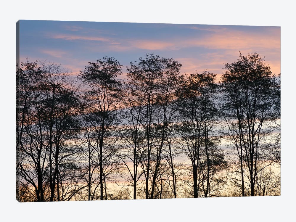 USA, New York State. Trees silhouetted against a November sky. by Chris Murray 1-piece Canvas Print