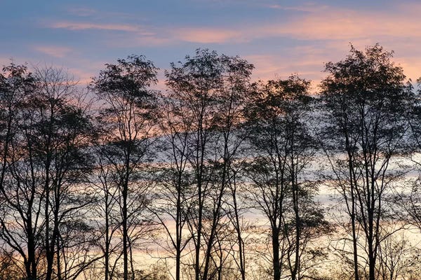 Chris Murray: USA, New York State. Trees silhouetted against a November sky. by Chris Murray