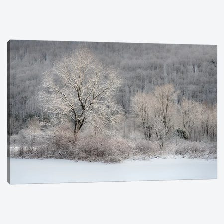 USA, New York State. Morning sunlight on snow covered trees Canvas Print #CMU4} by Chris Murray Canvas Art Print