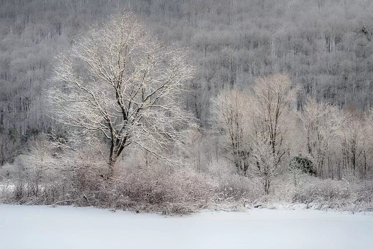 USA, New York State. Morning sunlight on snow covered trees