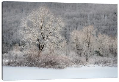 USA, New York State. Morning sunlight on snow covered trees Canvas Art Print