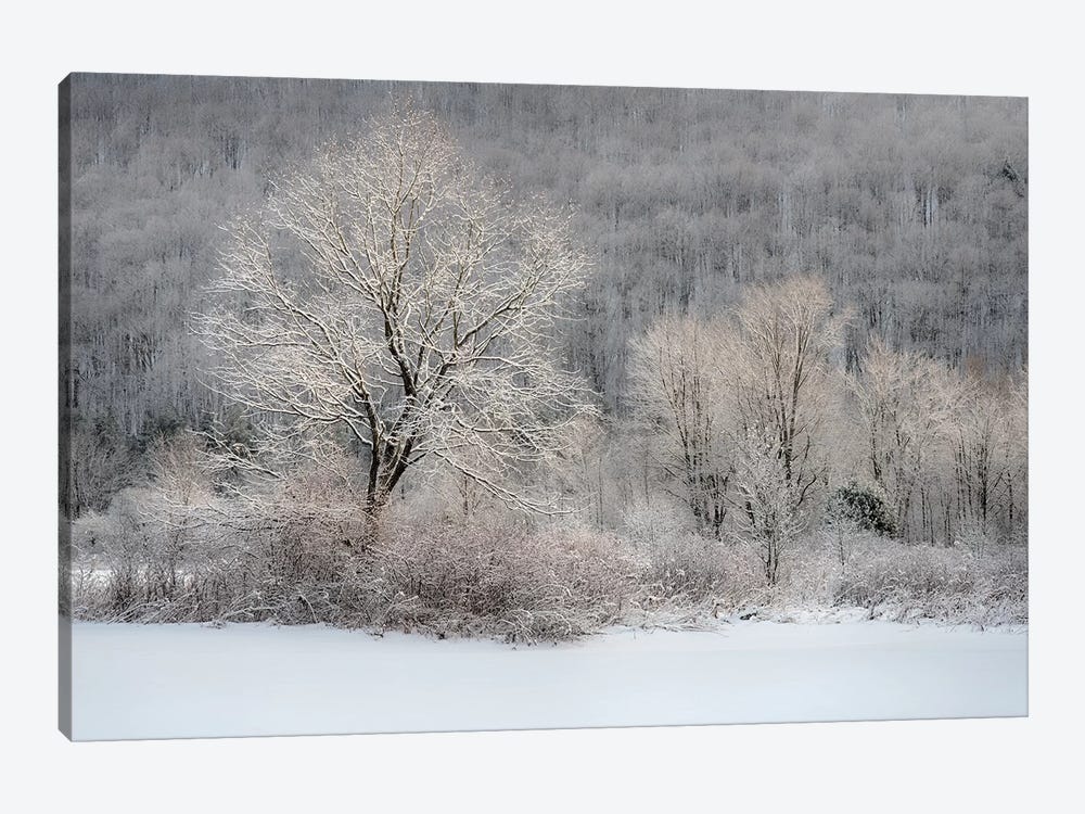 USA, New York State. Morning sunlight on snow covered trees by Chris Murray 1-piece Canvas Print