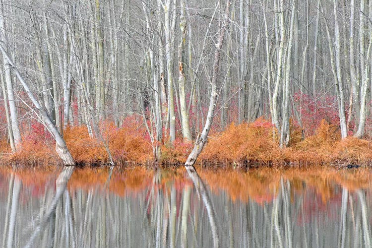 USA, New York State. Bare trees and autumn ferns, Beaver Lake Nature Center.