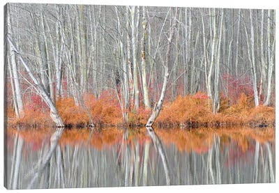 USA, New York State. Bare trees and autumn ferns, Beaver Lake Nature Center. Canvas Art Print