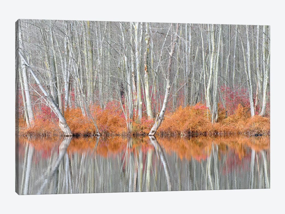 USA, New York State. Bare trees and autumn ferns, Beaver Lake Nature Center. by Chris Murray 1-piece Canvas Artwork