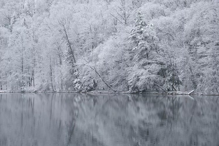 USA, New York State. Snow covered trees and reflection, Green Lakes State Park