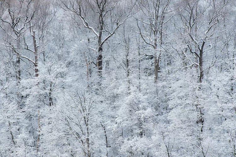 USA, New York State. Snow covered trees, Green Lakes State Park