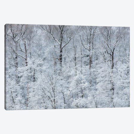 USA, New York State. Snow covered trees, Green Lakes State Park Canvas Print #CMU9} by Chris Murray Canvas Artwork