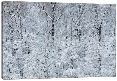 USA, New York State. Snow covered trees, Green Lakes State Park Canvas Art Print