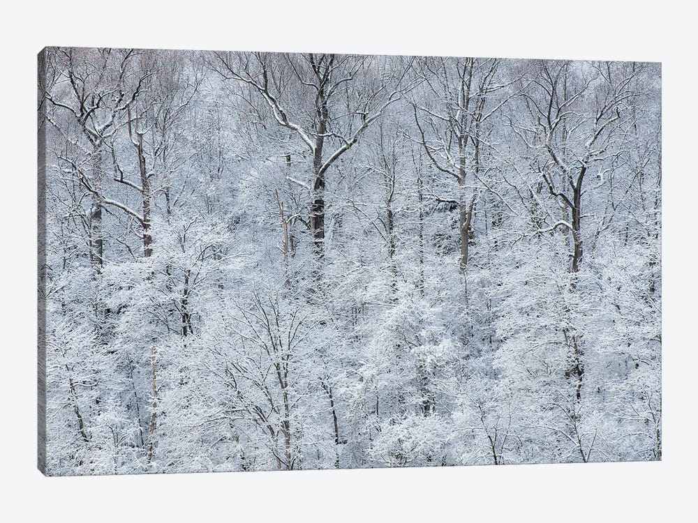 USA, New York State. Snow covered trees, Green Lakes State Park by Chris Murray 1-piece Canvas Art