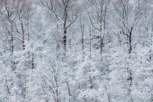 USA New York State Snow Covered Trees Green Lakes Park Landscape
