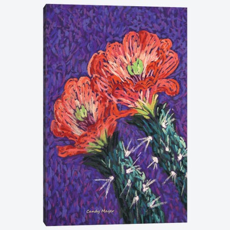 Cholla Flowers Canvas Print #CMY113} by Candy Mayer Art Print