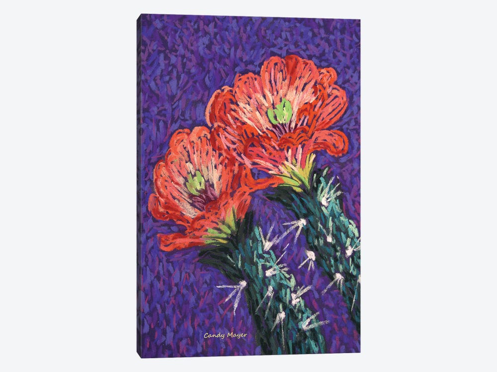 Cholla Flowers by Candy Mayer 1-piece Canvas Wall Art