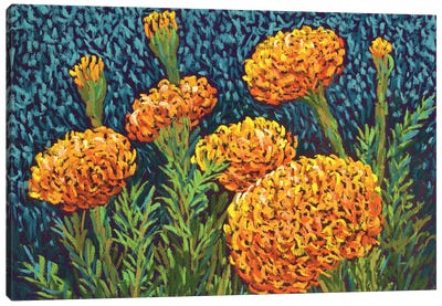 Marigolds Canvas Art Print - Candy Mayer