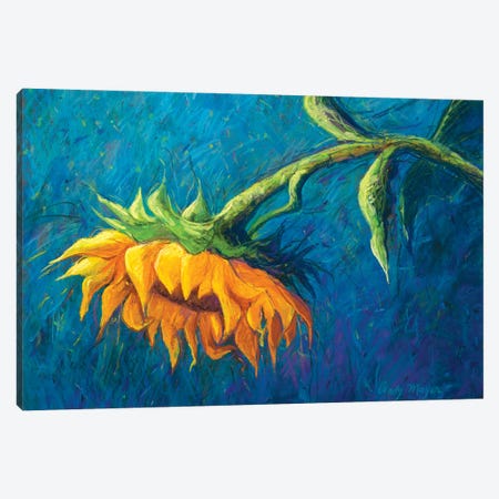 Sunflower Canvas Print #CMY60} by Candy Mayer Art Print