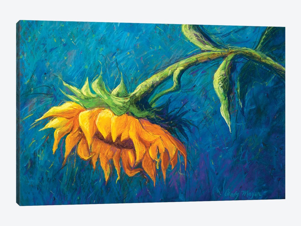 Sunflower by Candy Mayer 1-piece Canvas Art Print