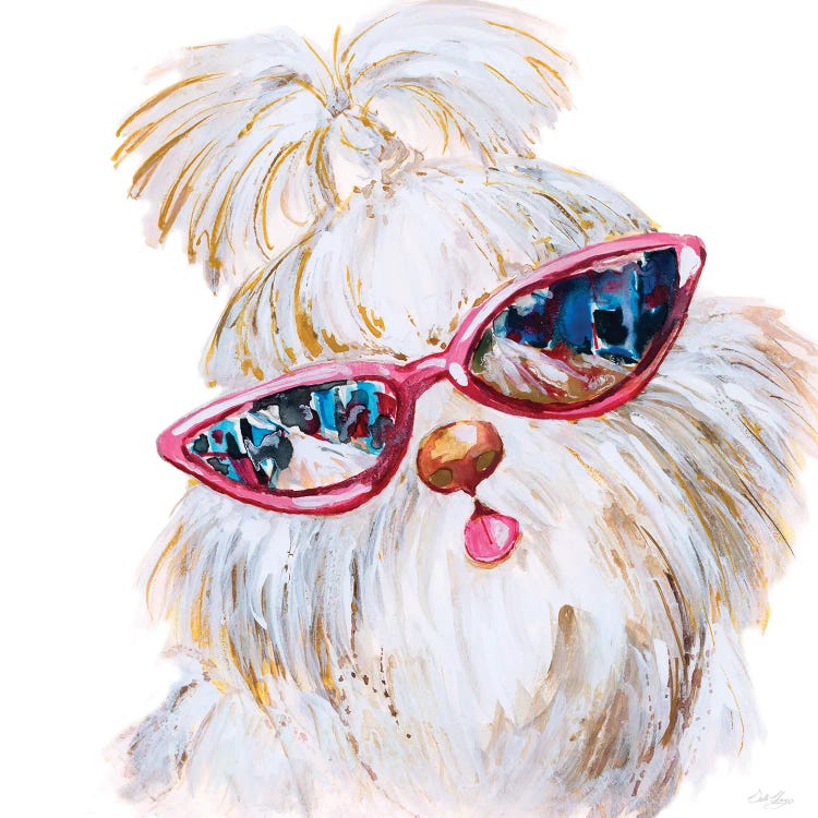 Shi Tzu With Shades