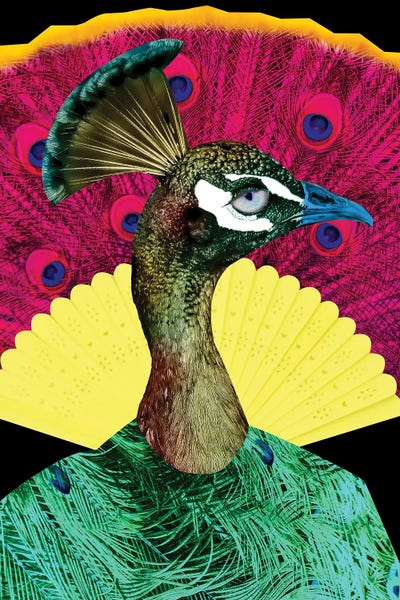 Peacocks: Juan by Caroline Keslassy