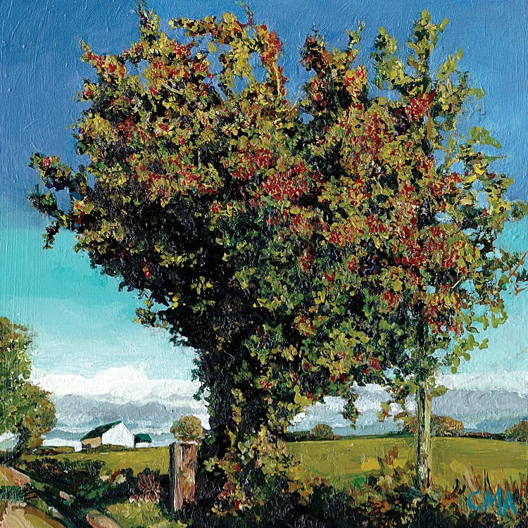 The Hawthorn Tree