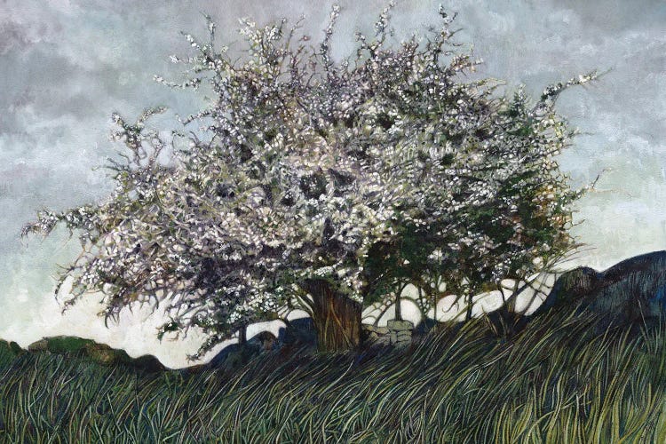 The Whitethorn Tree