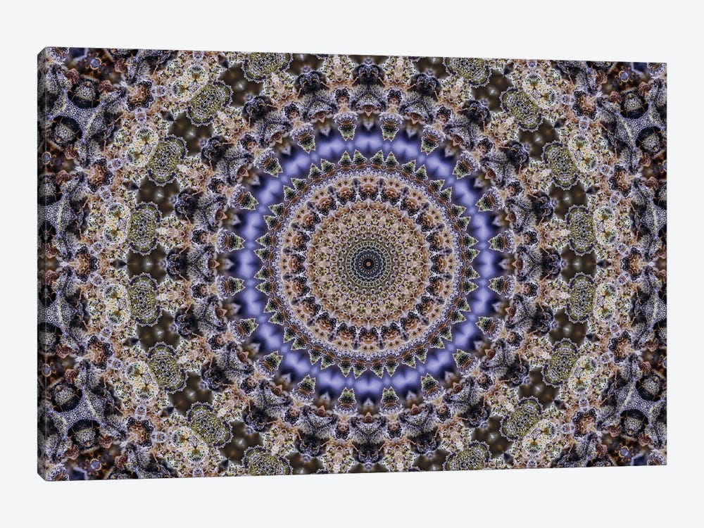 Cannabis Kaleidoscope I by Naum Dorkhman 1-piece Canvas Print
