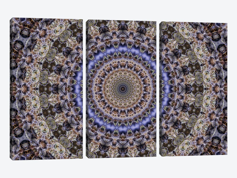 Cannabis Kaleidoscope I by Naum Dorkhman 3-piece Canvas Print