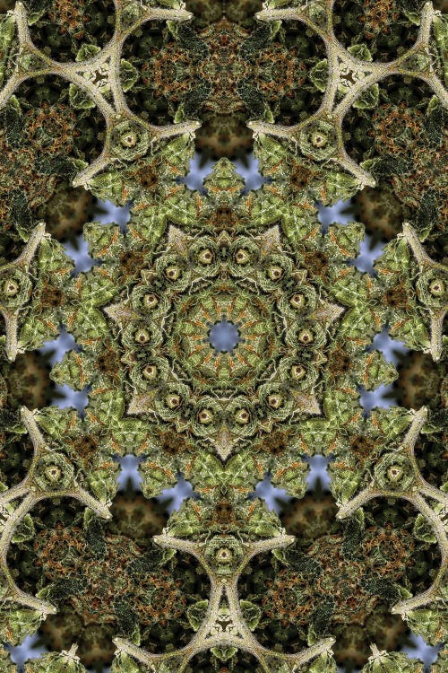 Cannabis Kaleidoscope XXVII
