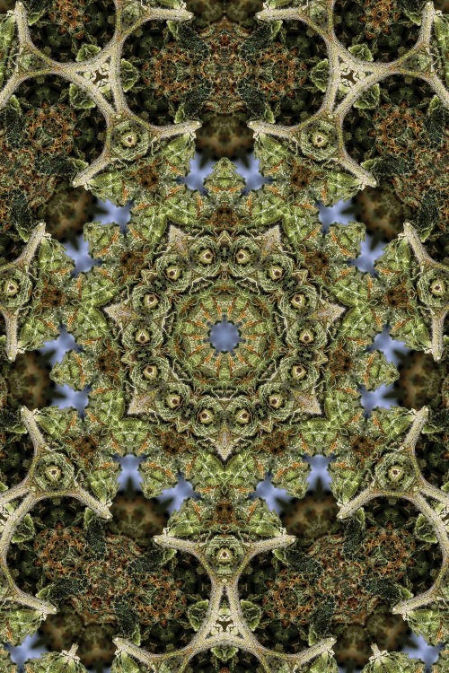 Cannabis Kaleidoscope XXVII