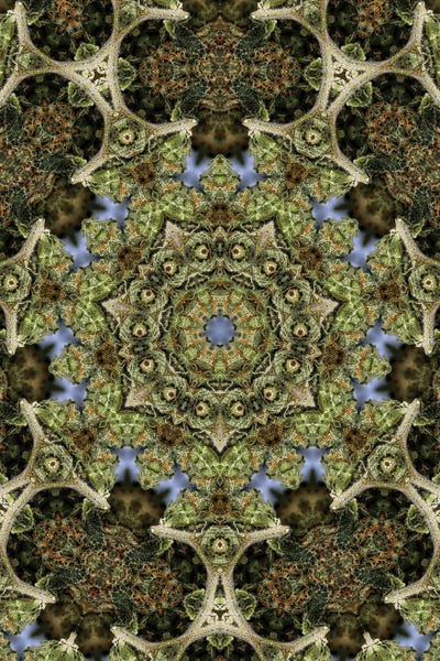 Naum Dorkhman: Cannabis Kaleidoscope XXVII by Naum Dorkhman