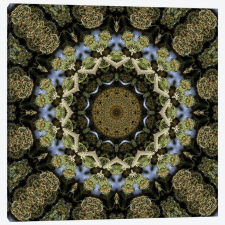 Cannabis Kaleidoscope XIII Canvas Print #CNR7} by Naum Dorkhman Art Print