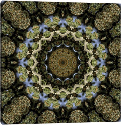 Cannabis Kaleidoscope XIII Canvas Art Print - Psychedelic & Trippy Art