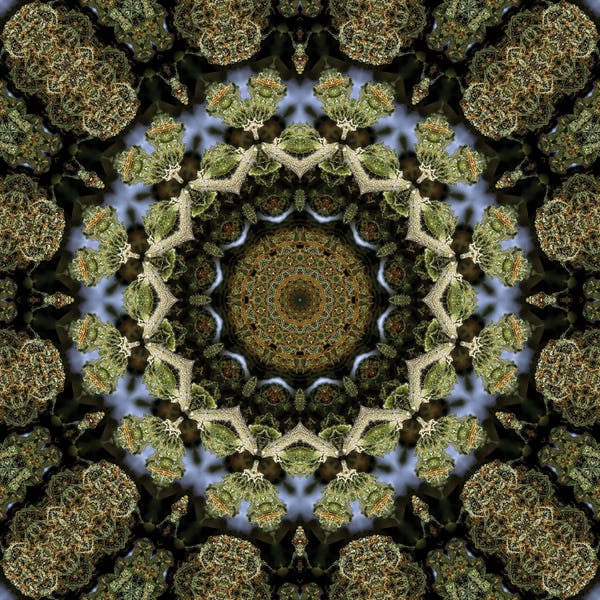 Naum Dorkhman: Cannabis Kaleidoscope XIII by Naum Dorkhman