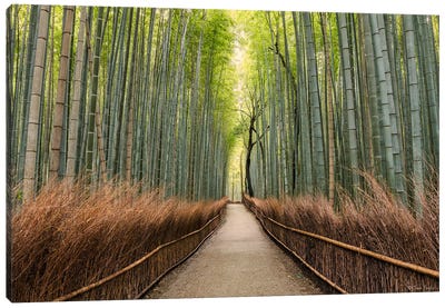 Early Morning Melody (Kyoto, Japan) Canvas Art Print - Arashiyama Bamboo Forest