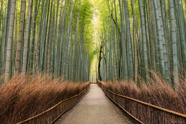 Arashiyama Bamboo Forest: Early Morning Melody (Kyoto, Japan) by Chano Sánchez
