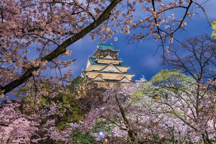 Cherry Blossom Explosion (Osaka, Japan)