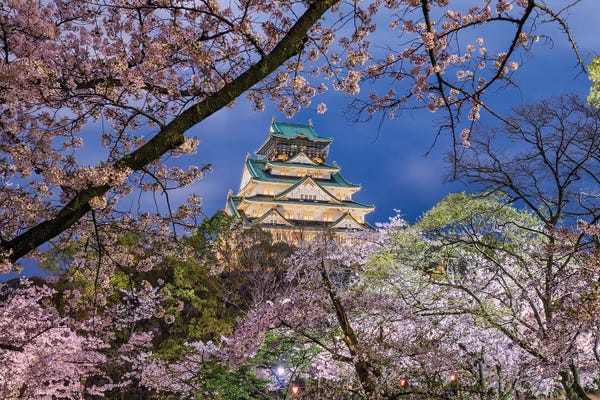 Blossoms: Cherry Blossom Explosion (Osaka, Japan) by Chano Sánchez