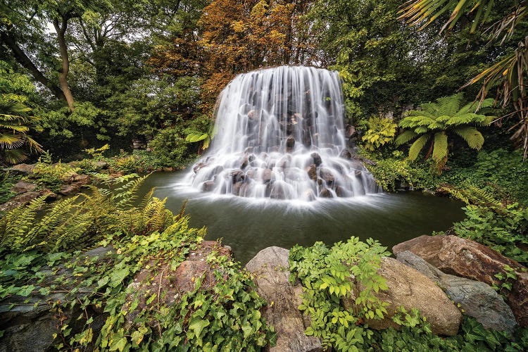 Dubliner Jungle (Dublin, Ireland)