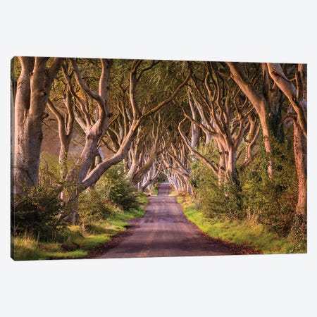 Enchanted Road (Dark Hedges, Northern Ireland) Canvas Print #CNS38} by Chano Sánchez Canvas Artwork