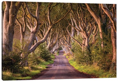 Enchanted Road (Dark Hedges, Northern Ireland) Canvas Art Print - Chano Sanchez
