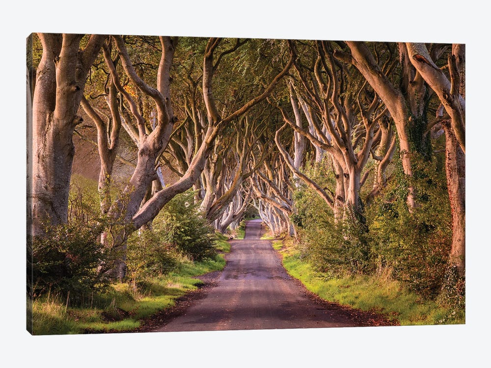 Enchanted Road (Dark Hedges, Northern Ireland) by Chano Sánchez 1-piece Canvas Art