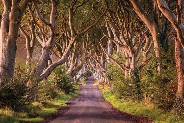 Chano Sánchez: Enchanted Road (Dark Hedges, Northern Ireland) by Chano Sánchez