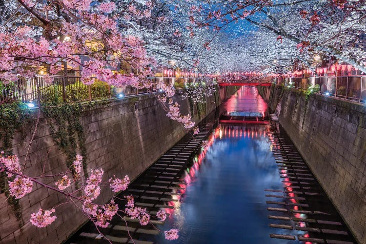 The Beginning Of Sakura (Tokyo, Japan)