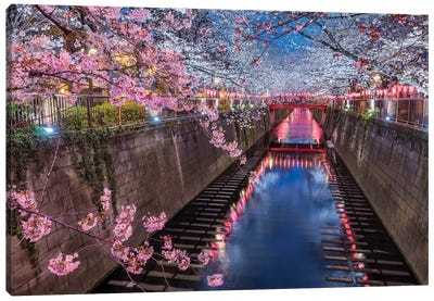 The Beginning Of Sakura (Tokyo, Japan) Canvas Art Print - Tokyo Art