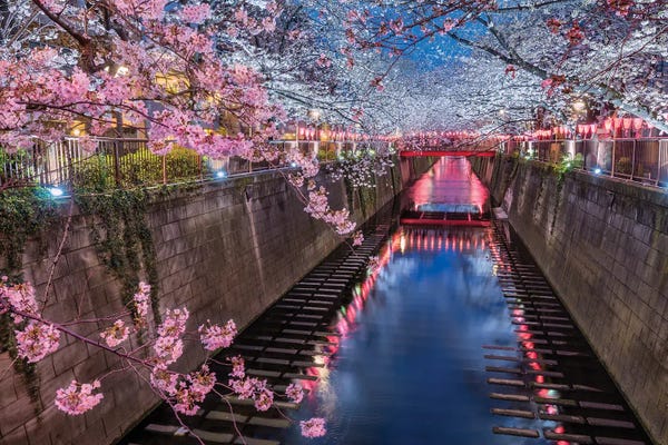 Chano Sánchez: The Beginning Of Sakura (Tokyo, Japan) by Chano Sánchez