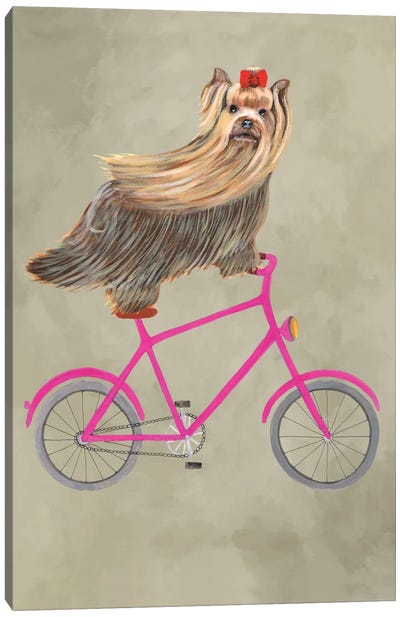 Yorkshire On Bicycle Canvas Art Print - Yorkshire Terrier Art