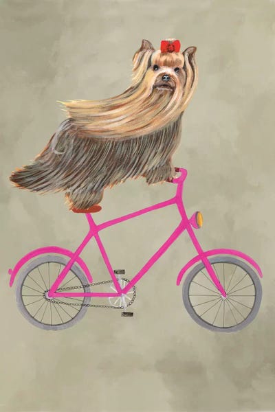 Terriers: Yorkshire On Bicycle by Coco de Paris