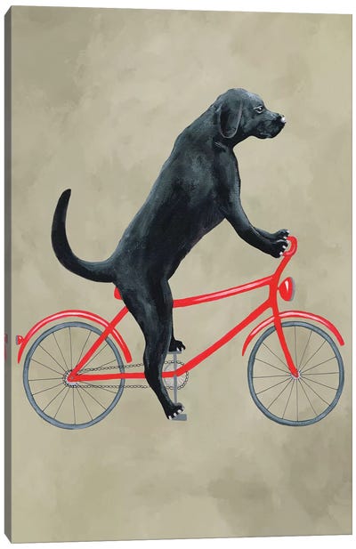 Black Labrador On Bicycle Canvas Art Print - Bicycle Art